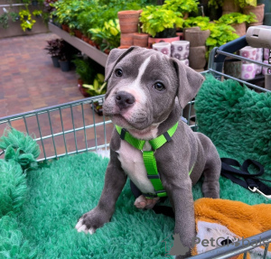 Photo №1. american pit bull terrier - à vendre en ville de Афины | négocié | Annonce №120674