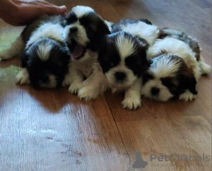 Photo №1. shih tzu - à vendre en ville de Krivoy Rog | 218€ | Annonce №67190