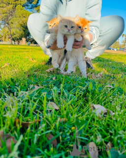 Photo №2 de l'annonce № 163493 de la vente british shorthair - acheter à Suisse de l'abri