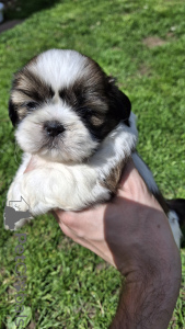 Photo №3. Chiots shi-tzu pure. Lituanie