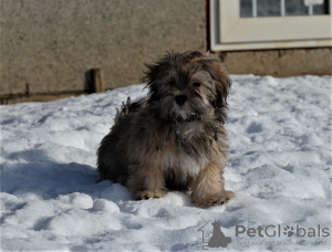 Photo №2 de l'annonce № 9374 de la vente bichon havanais - acheter à Fédération de Russie de la fourrière