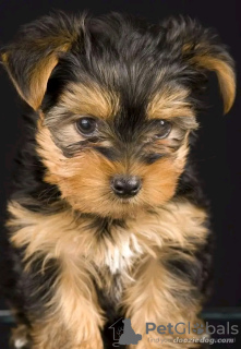 Photo №3. Vétérinaire formé aux toilettes Vérifié Yorkshire Terrier. USA