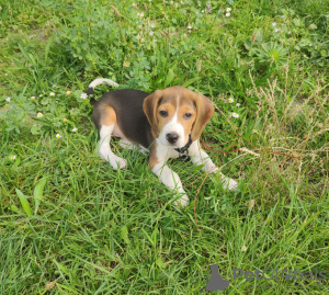 Photo №1. beagle - à vendre en ville de Братислава | négocié | Annonce №20978