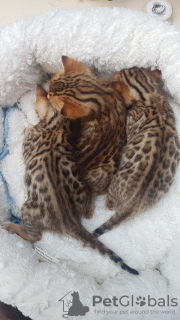 Photo №3. Chats du Bengale dressés pour adoption maintenant dans de nouveaux foyers. Allemagne