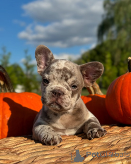 Photo №3. Bulldogs français pour adoption. Allemagne