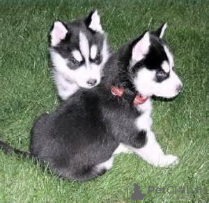 Photo №1. husky de sibérie - à vendre en ville de Long Beach | Gratuit | Annonce №124099