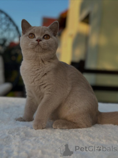 Photo №1. british shorthair - à vendre en ville de Augsbourg | négocié | Annonce № 153741