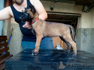 Photo №2 de l'annonce № 148223 de la vente malinois - acheter à Serbie 