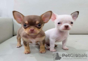 Photo №1. chihuahua - à vendre en ville de Munich | négocié | Annonce №32046