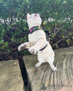 Photo №2 de l'annonce № 152739 de la vente bengal - acheter à Suisse annonce privée