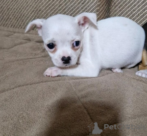 Photo №3. Chihuahua, beaux chiots. Serbie