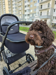 Photo №2 de l'annonce № 144856 de la vente labradoodle - acheter à USA éleveur