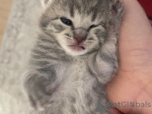 Photo №2 de l'annonce № 139326 de la vente british shorthair - acheter à Irlande annonce privée