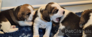 Photo №3. ** SUPERBE CHIOTS BEAGLE (ENREGISTRÉS KC) **. USA