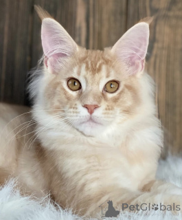Photo №2 de l'annonce № 163466 de la vente maine coon - acheter à Allemagne éleveur