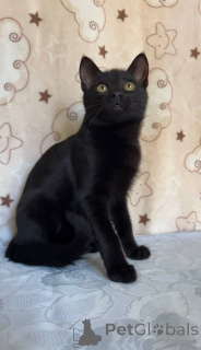 Photo №3. Joli chat Mystique. Biélorussie