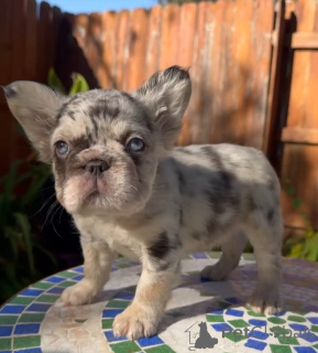 Photo №4. Je vais vendre bouledogue en ville de Kerker. éleveur - prix - 350€