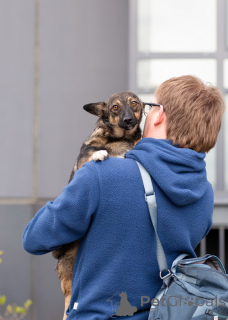 Photo №4. Je vais vendre chien bâtard en ville de Saint-Pétersbourg. annonce privée - prix - Gratuit
