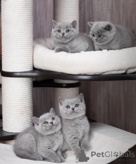 Photo №1. british shorthair - à vendre en ville de Radstadt | 500€ | Annonce № 168993