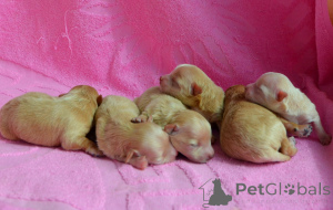 Photo №1. maltipu - à vendre en ville de Kiev | 1453€ | Annonce №167463