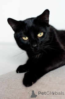 Photo №4. Je vais vendre  en ville de Minsk.  - prix - Gratuit