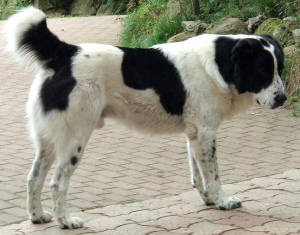 Photos supplémentaires: Chien de berger d'Asie centrale mâle