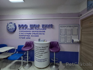 Photo №3. Hôtel de chats en Fédération de Russie