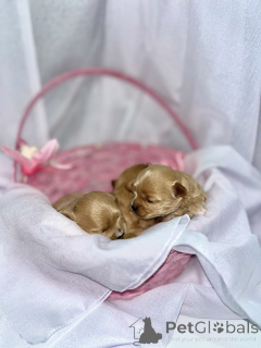 Photo №4. Je vais vendre maltipu en ville de Abu Dhabi. annonce privée - prix - 1500€