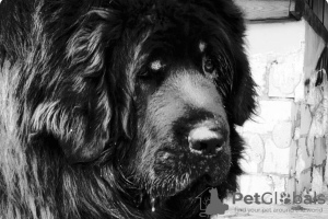 Photo №2 de l'annonce № 8674 de la vente dogue du tibet - acheter à Ukraine annonce privée, de la fourrière, éleveur