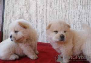 Photo №1. chow-chow - à vendre en ville de Perth | 426€ | Annonce №80046