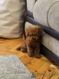 Photo №3. Chiots caniche toy rouge. Serbie