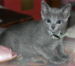 Photo №3. De jolis chatons bleus russes. La Roumanie