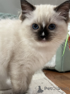 Photo №1. ragdoll - à vendre en ville de Limbourg | Gratuit | Annonce № 172456