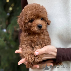 Photo №1. spitz nain - à vendre en ville de Bamberg | 636€ | Annonce №166803