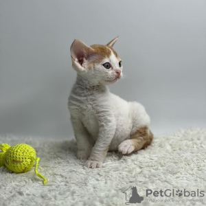 Photo №2 de l'annonce № 50787 de la vente devon rex - acheter à USA annonce privée