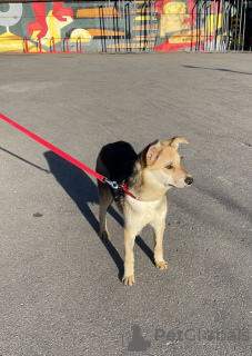 Photos supplémentaires: Le chien intelligent et sociable Pino est entre de bonnes mains.