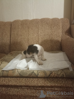 Photo №4. Je vais vendre jack russell terrier en ville de Москва. annonce privée - prix - 269€
