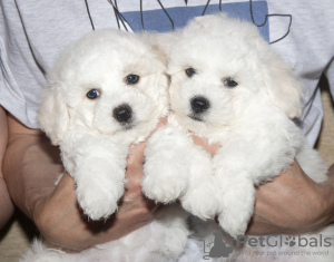 Photo №2 de l'annonce № 42655 de la vente bichon à poil frisé - acheter à Biélorussie de la fourrière