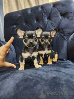 Photo №2 de l'annonce № 169790 de la vente chihuahua - acheter à Suède 