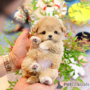 Photo №2 de l'annonce № 152225 de la vente maltipu - acheter à USA éleveur