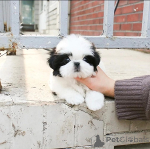 Photo №2 de l'annonce № 158391 de la vente shih tzu - acheter à La finlande 