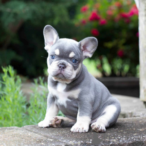 Photo №1. bouledogue - à vendre en ville de Berlin | 95€ | Annonce №100170