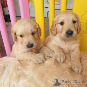 Photo №3. Magnifique golden retriever en adoption gratuite. Allemagne