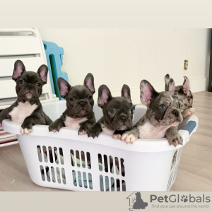 Photo №1. bouledogue - à vendre en ville de Nivala | Gratuit | Annonce №127889