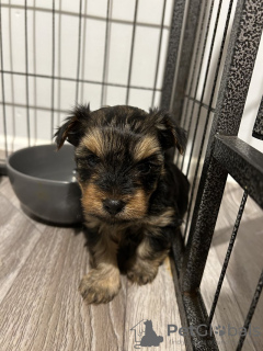 Photo №2 de l'annonce № 123458 de la vente yorkshire terrier - acheter à La finlande annonce privée, éleveur