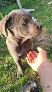 Photo №4. Je vais vendre cane corso en ville de Šabac. annonce privée - prix - négocié