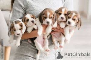 Photo №3. Chiots Beagle. Allemagne