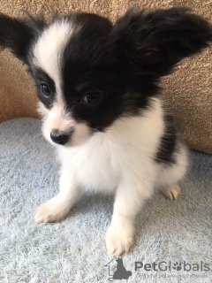 Photo №3. Mignons chiots Papillon avec pedigree à adopter maintenant dans des foyers. Pays Bas