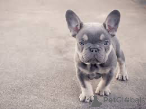 Photo №2 de l'annonce № 87064 de la vente bouledogue - acheter à USA annonce privée