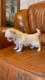 Photo №3. Chiots Chihuahua affectueux à vendre. WhatsApp professionnel 4915781334108. Lituanie